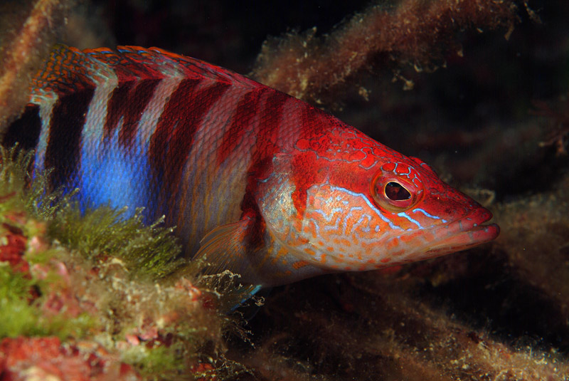 Serranus scriba